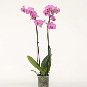 orchidea reyjavik