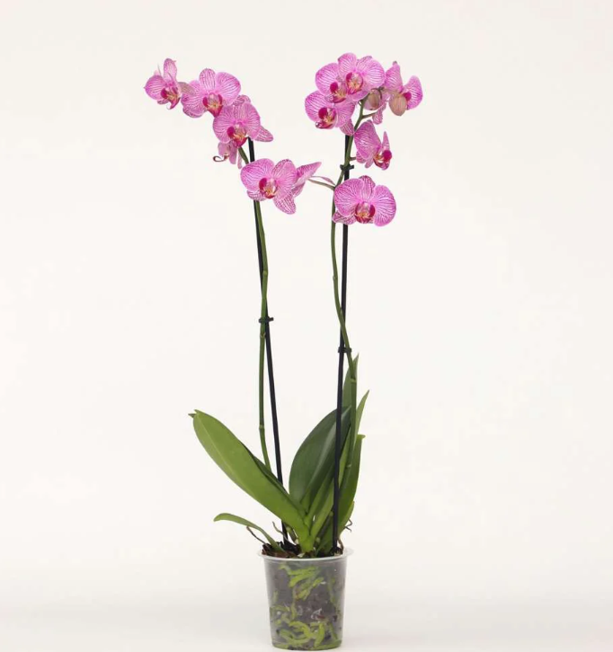 orchidea reyjavik